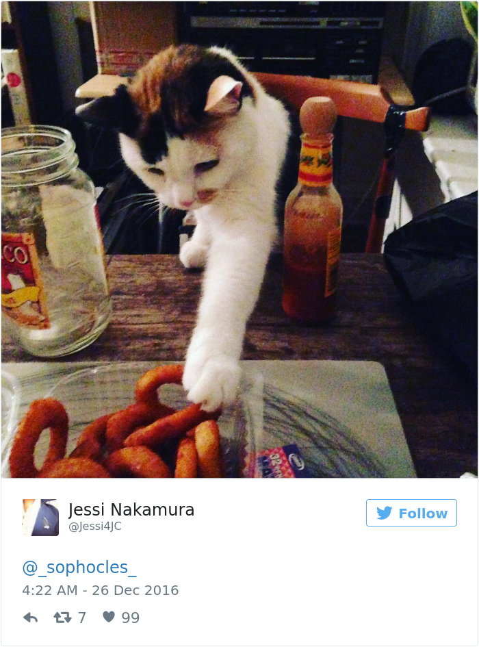 Cat Gets Caught Trying To Steal A Cinnamon Bun, And His Expression Says It All Cat Gets Caught Trying To Steal A Cinnamon Bun, And His Expression Says It All