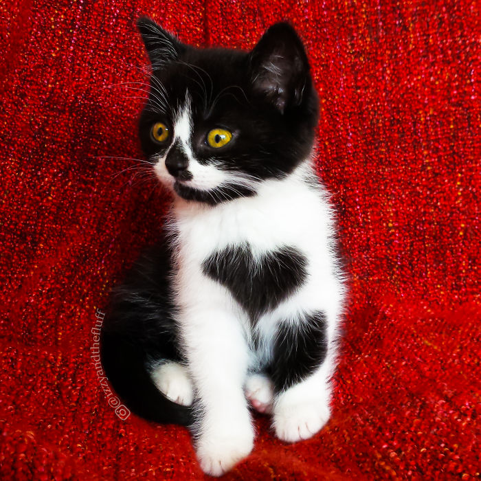 Meet Zoë, The Cat Who Literally Wears Her Heart On Her Chest Meet Zoë, The Cat Who Literally Wears Her Heart On Her Chest