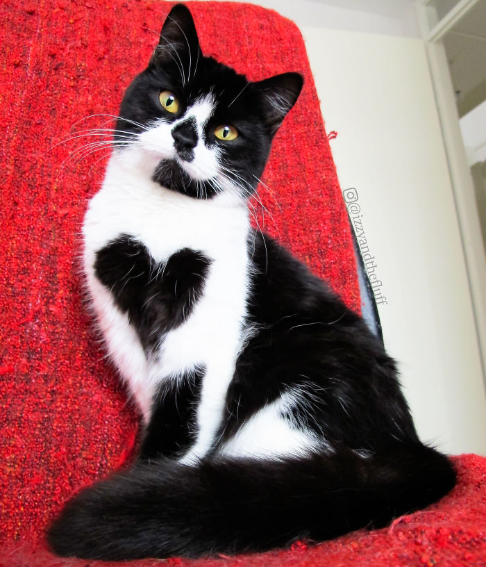 Meet Zoë, The Cat Who Literally Wears Her Heart On Her Chest Meet Zoë, The Cat Who Literally Wears Her Heart On Her Chest