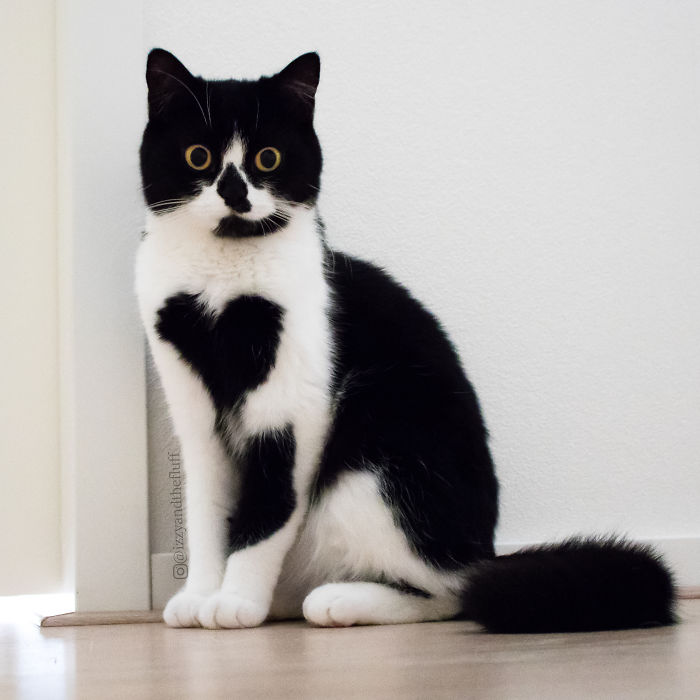 Meet Zoë, The Cat Who Literally Wears Her Heart On Her Chest Meet Zoë, The Cat Who Literally Wears Her Heart On Her Chest