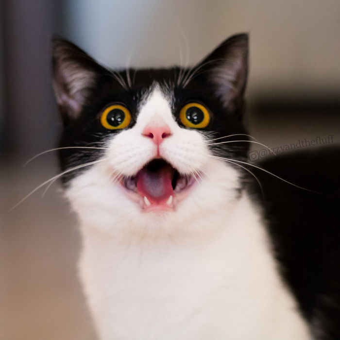 Meet Zoë, The Cat Who Literally Wears Her Heart On Her Chest Meet Zoë, The Cat Who Literally Wears Her Heart On Her Chest