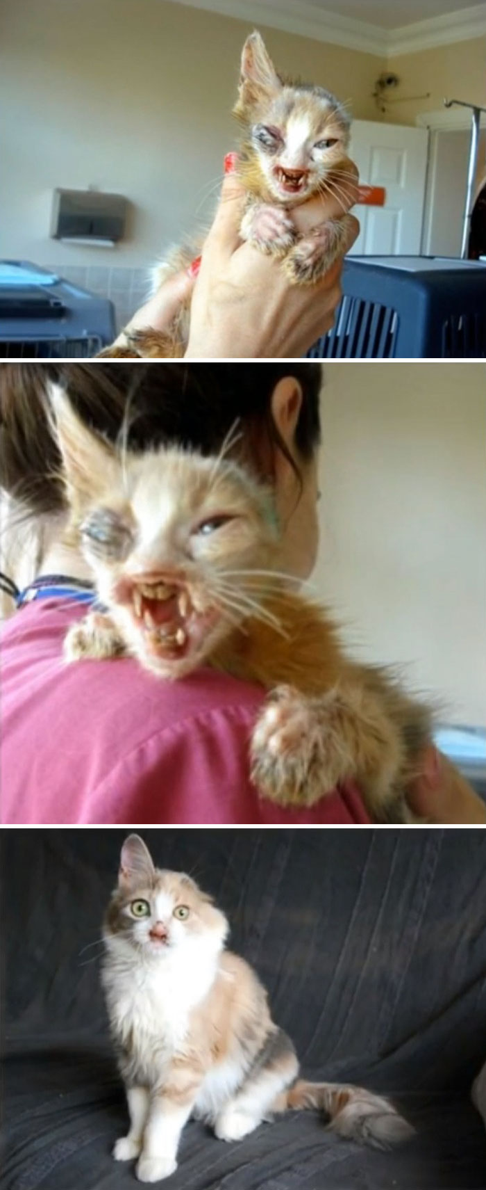 159 Animal Stories That Restored Our Faith In Humanity In 2016