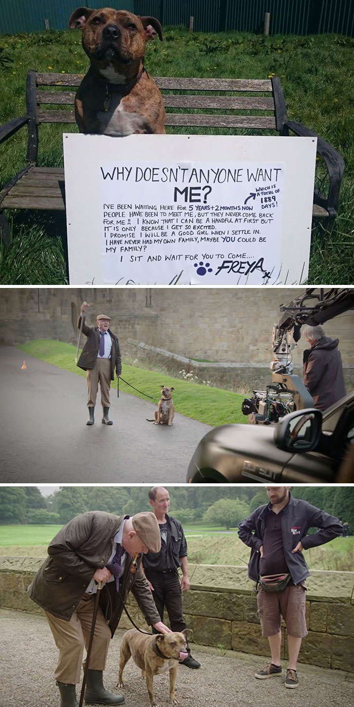 159 Animal Stories That Restored Our Faith In Humanity In 2016