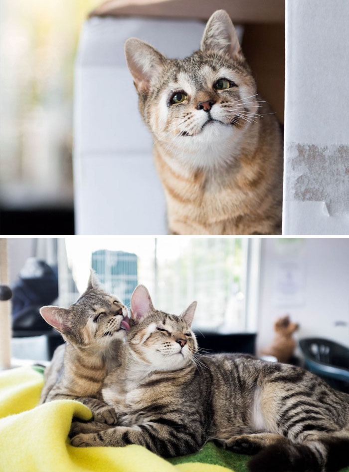 159 Animal Stories That Restored Our Faith In Humanity In 2016