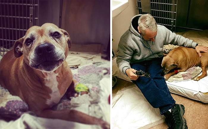159 Animal Stories That Restored Our Faith In Humanity In 2016