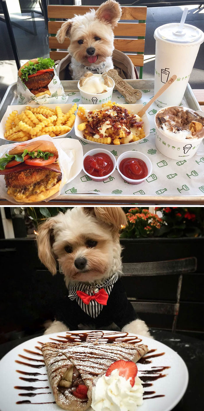 159 Animal Stories That Restored Our Faith In Humanity In 2016