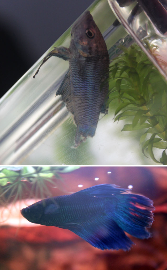 159 Animal Stories That Restored Our Faith In Humanity In 2016