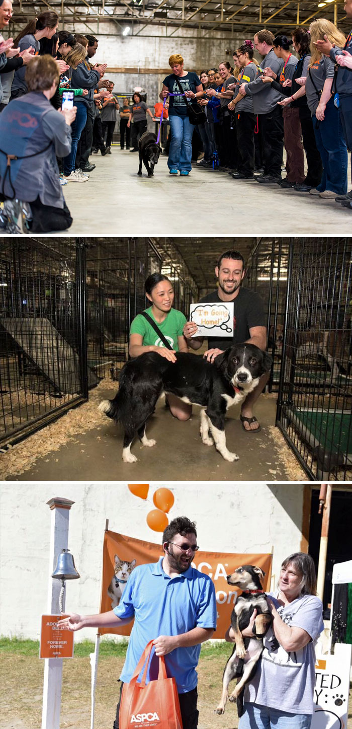 159 Animal Stories That Restored Our Faith In Humanity In 2016