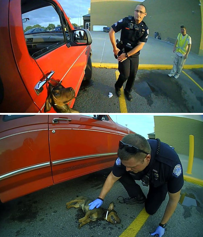 159 Animal Stories That Restored Our Faith In Humanity In 2016