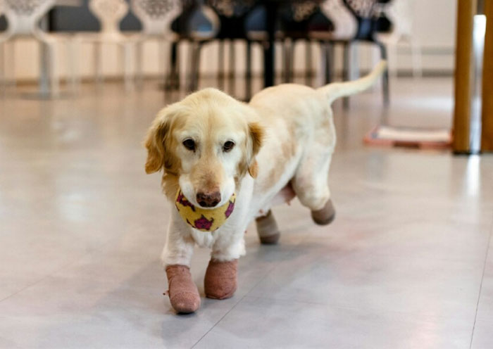 159 Animal Stories That Restored Our Faith In Humanity In 2016