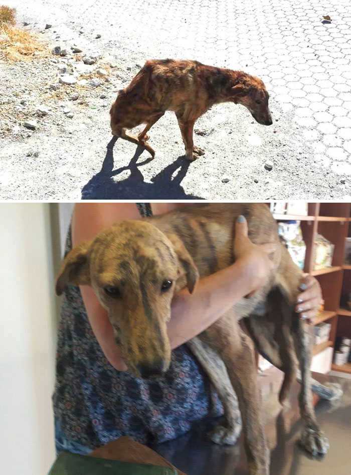 159 Animal Stories That Restored Our Faith In Humanity In 2016