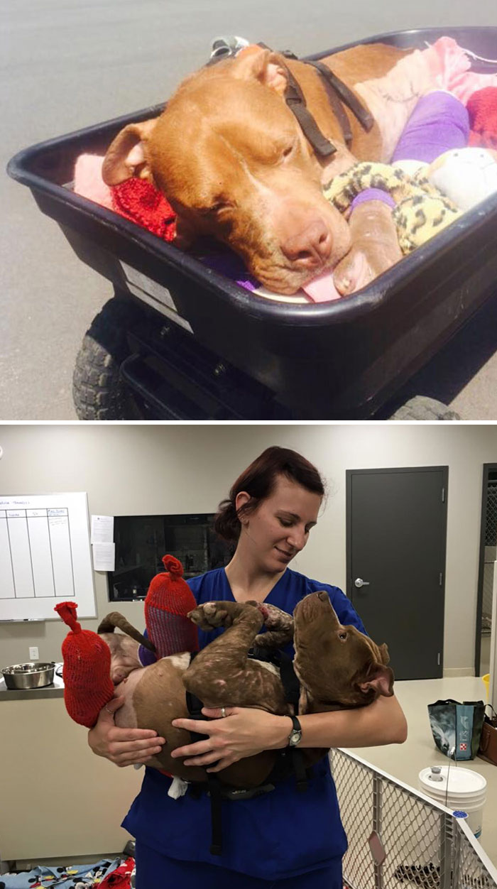 159 Animal Stories That Restored Our Faith In Humanity In 2016