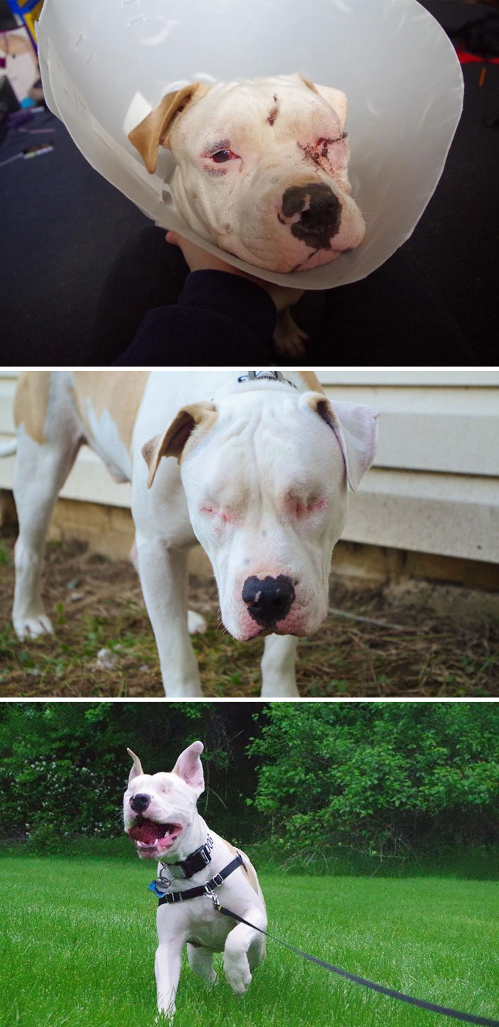 159 Animal Stories That Restored Our Faith In Humanity In 2016