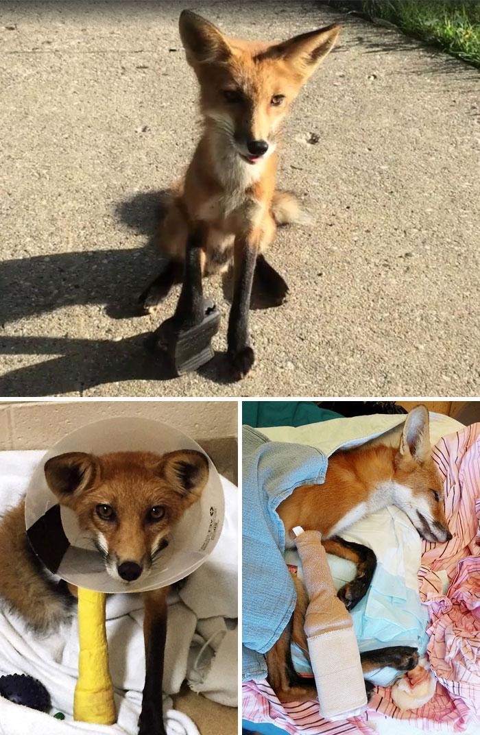 159 Animal Stories That Restored Our Faith In Humanity In 2016