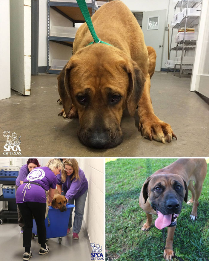 159 Animal Stories That Restored Our Faith In Humanity In 2016