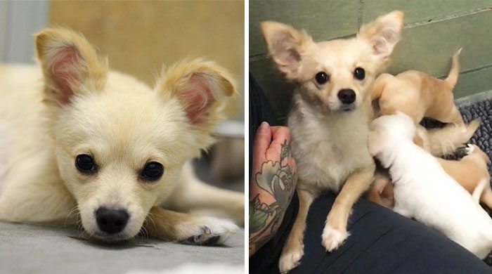 159 Animal Stories That Restored Our Faith In Humanity In 2016