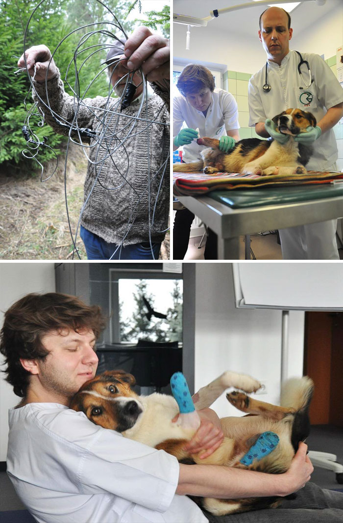 159 Animal Stories That Restored Our Faith In Humanity In 2016