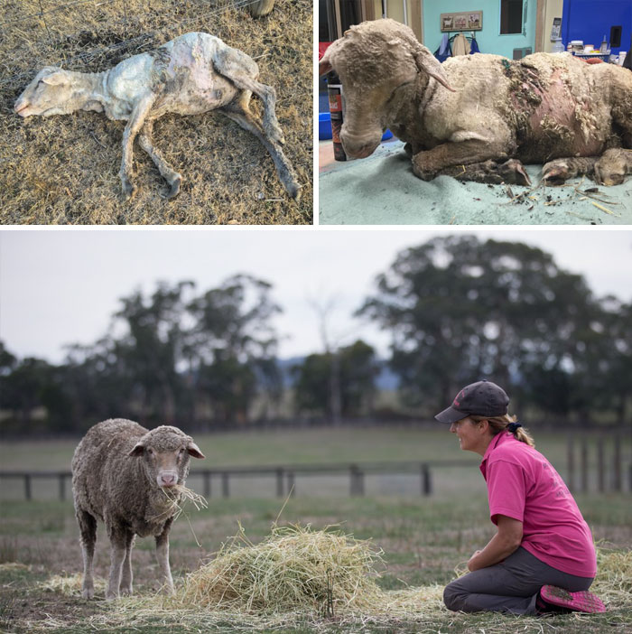159 Animal Stories That Restored Our Faith In Humanity In 2016