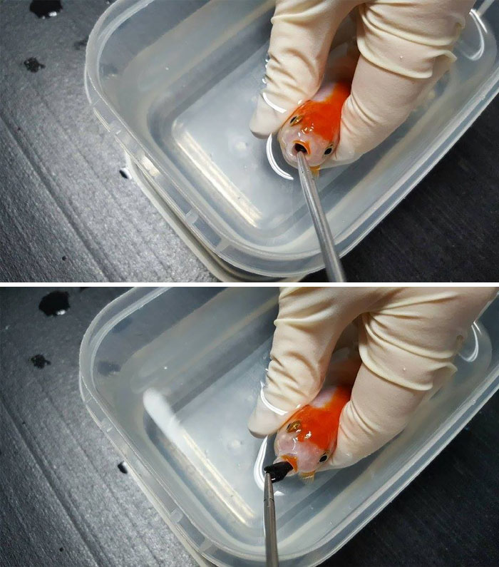 159 Animal Stories That Restored Our Faith In Humanity In 2016