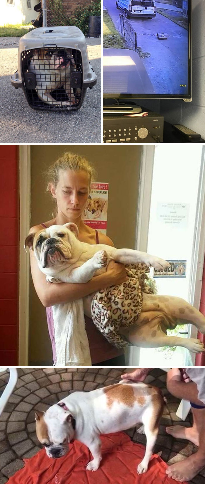 159 Animal Stories That Restored Our Faith In Humanity In 2016