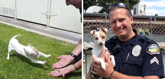 159 Animal Stories That Restored Our Faith In Humanity In 2016