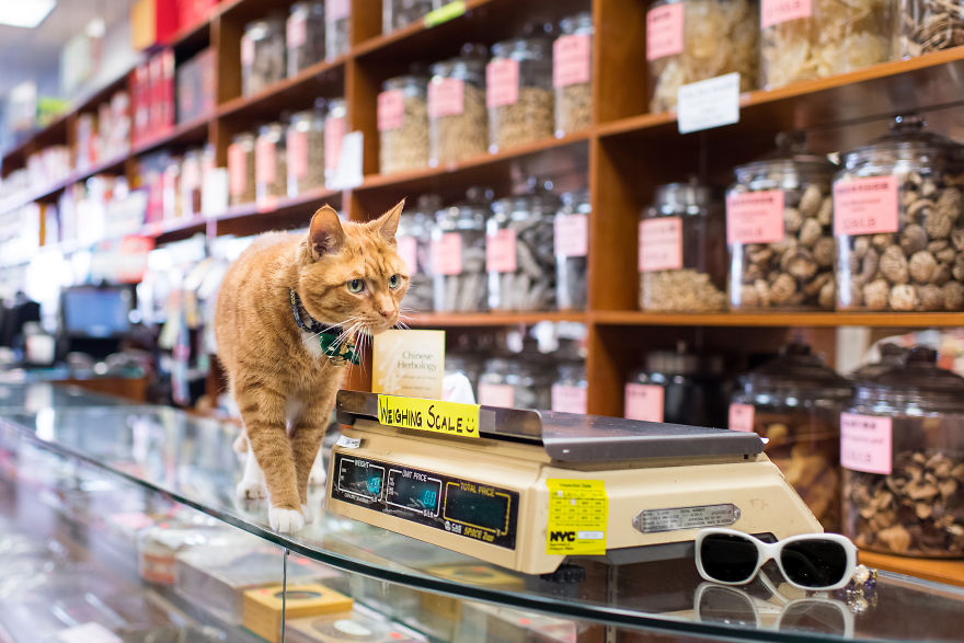 I Spent Last Summer Photographing Cats In Shops All Over NYC I Spent Last Summer Photographing Cats In Shops All Over NYC