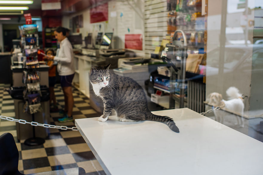 I Spent Last Summer Photographing Cats In Shops All Over NYC I Spent Last Summer Photographing Cats In Shops All Over NYC