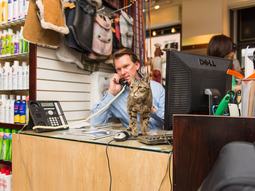 I Spent Last Summer Photographing Cats In Shops All Over NYC I Spent Last Summer Photographing Cats In Shops All Over NYC