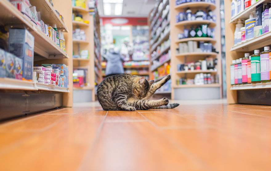 I Spent Last Summer Photographing Cats In Shops All Over NYC I Spent Last Summer Photographing Cats In Shops All Over NYC