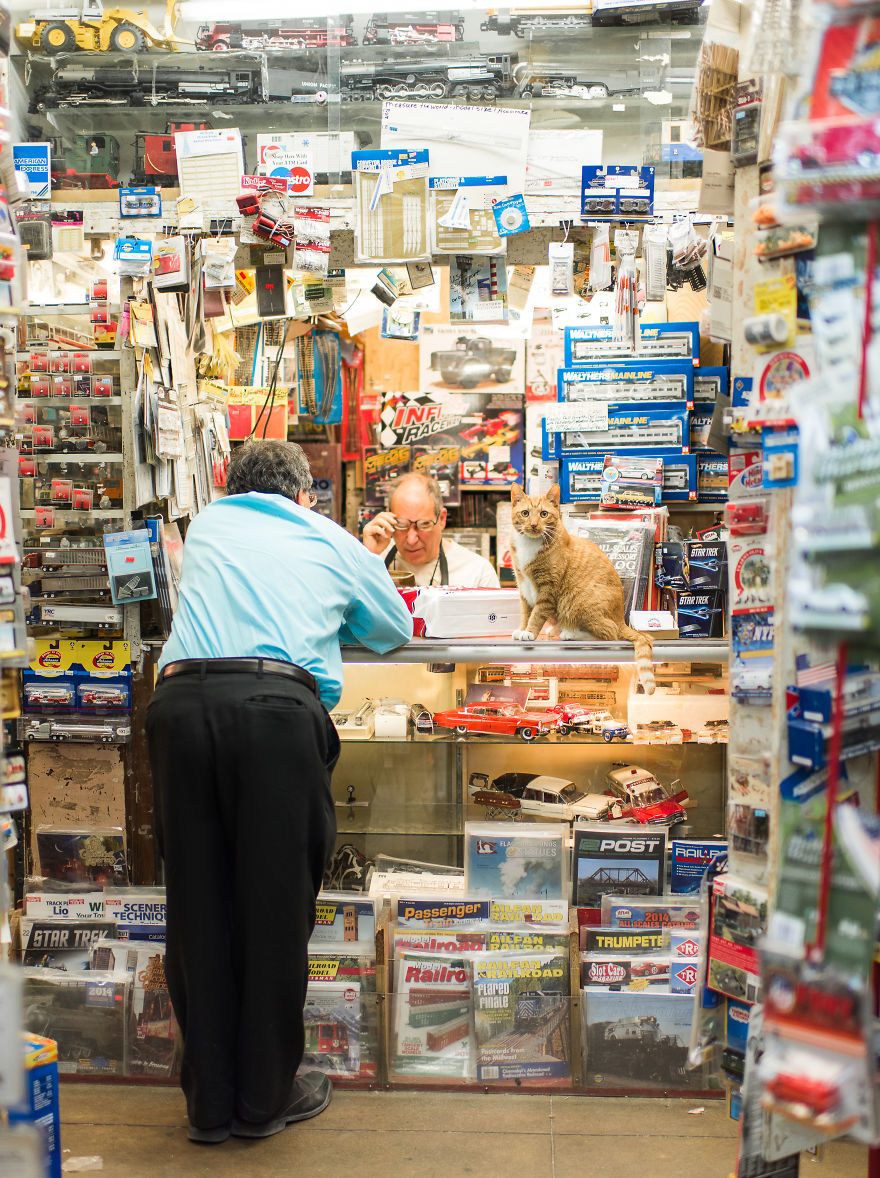 I Spent Last Summer Photographing Cats In Shops All Over NYC I Spent Last Summer Photographing Cats In Shops All Over NYC