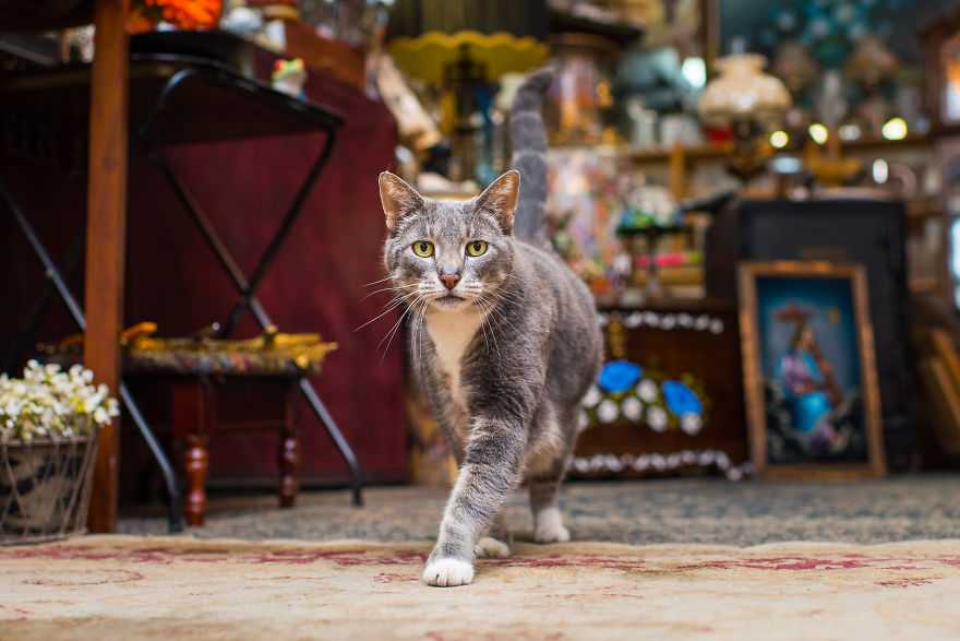 I Spent Last Summer Photographing Cats In Shops All Over NYC I Spent Last Summer Photographing Cats In Shops All Over NYC