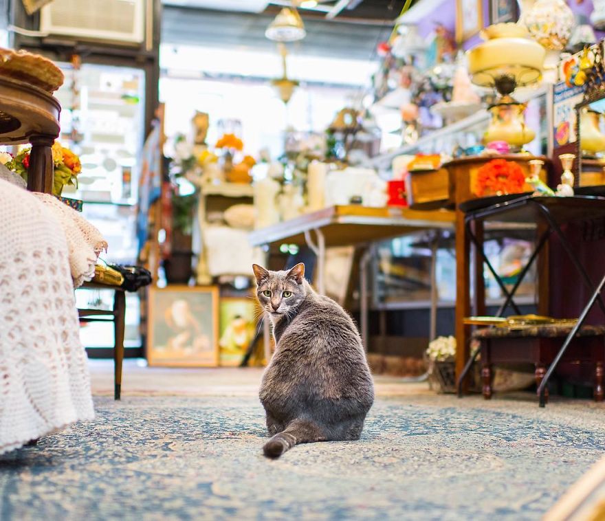I Spent Last Summer Photographing Cats In Shops All Over NYC I Spent Last Summer Photographing Cats In Shops All Over NYC
