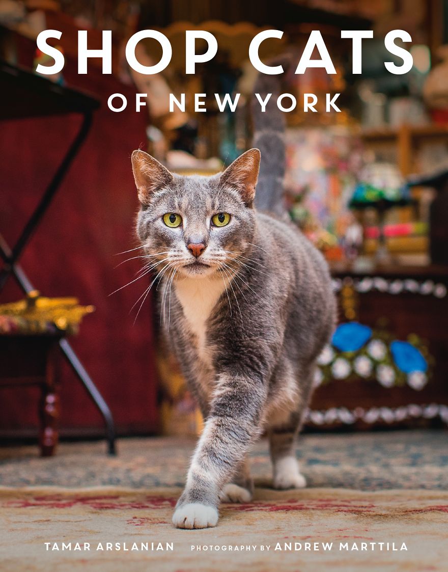 I Spent Last Summer Photographing Cats In Shops All Over NYC I Spent Last Summer Photographing Cats In Shops All Over NYC