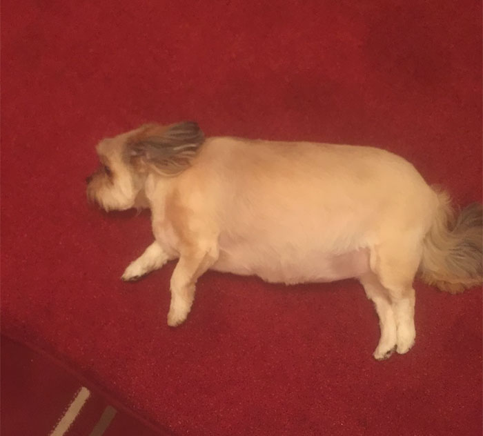 Dog Eats Family’s Entire Christmas Turkey, Can’t Move Afterwards Dog Eats Family’s Entire Christmas Turkey, Can’t Move Afterwards