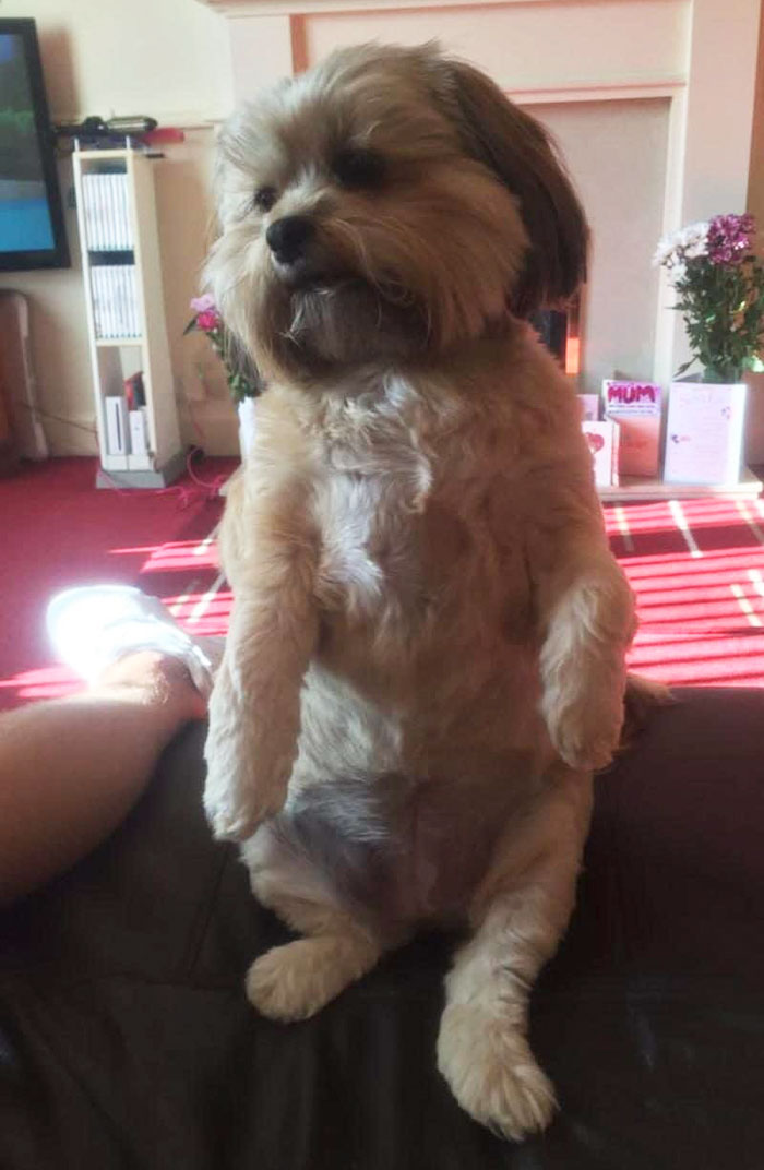 Dog Eats Family’s Entire Christmas Turkey, Can’t Move Afterwards Dog Eats Family’s Entire Christmas Turkey, Can’t Move Afterwards