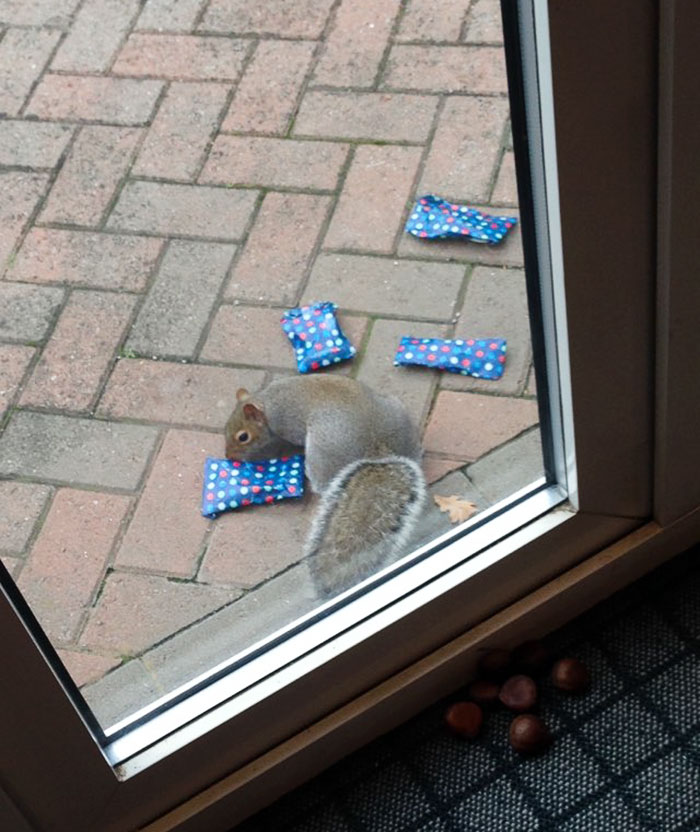 This Dad Wrapped Tiny Christmas Presents For Squirrels, And The Internet Can’t Handle It This Dad Wrapped Tiny Christmas Presents For Squirrels, And The Internet Can’t Handle It
