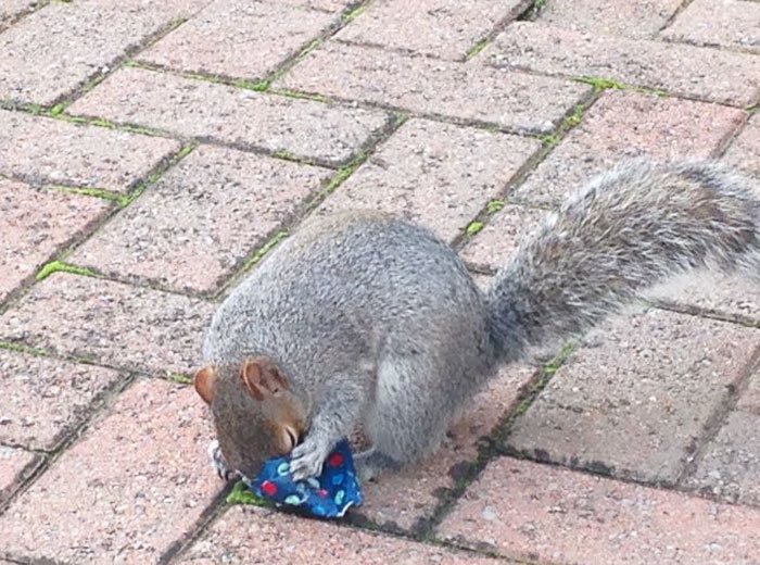 This Dad Wrapped Tiny Christmas Presents For Squirrels, And The Internet Can’t Handle It This Dad Wrapped Tiny Christmas Presents For Squirrels, And The Internet Can’t Handle It