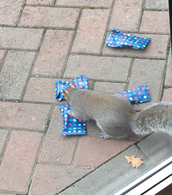 This Dad Wrapped Tiny Christmas Presents For Squirrels, And The Internet Can’t Handle It This Dad Wrapped Tiny Christmas Presents For Squirrels, And The Internet Can’t Handle It