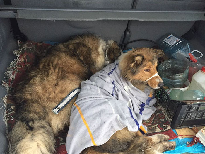 This Dog Was Too Injured To Move From A Moving Train, But His Brave Friend Came To Rescue Him