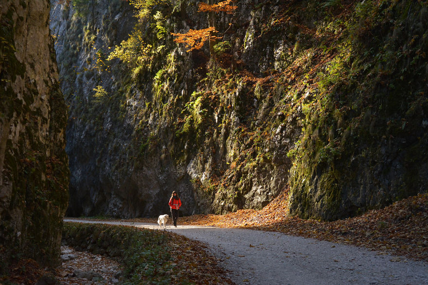 I Travel Romania With My Golden Retriever Geena Who Is The Best Travel Companion