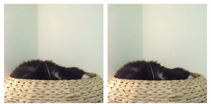 People Are Posting Pics Of Their Animals Before & After Being Called A Good Boy People Are Posting Pics Of Their Animals Before & After Being Called A Good Boy