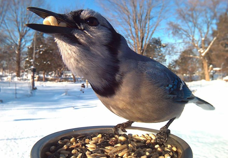 Woman Feeds Birds To Capture Stunning Close-Up Pics While They Eat Woman Feeds Birds To Capture Stunning Close-Up Pics While They Eat
