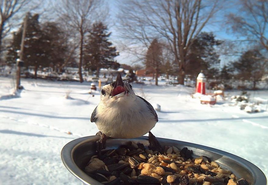 Woman Feeds Birds To Capture Stunning Close-Up Pics While They Eat Woman Feeds Birds To Capture Stunning Close-Up Pics While They Eat