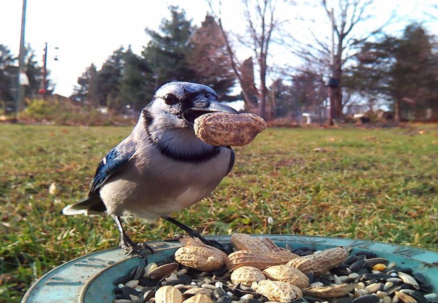 Woman Feeds Birds To Capture Stunning Close-Up Pics While They Eat Woman Feeds Birds To Capture Stunning Close-Up Pics While They Eat
