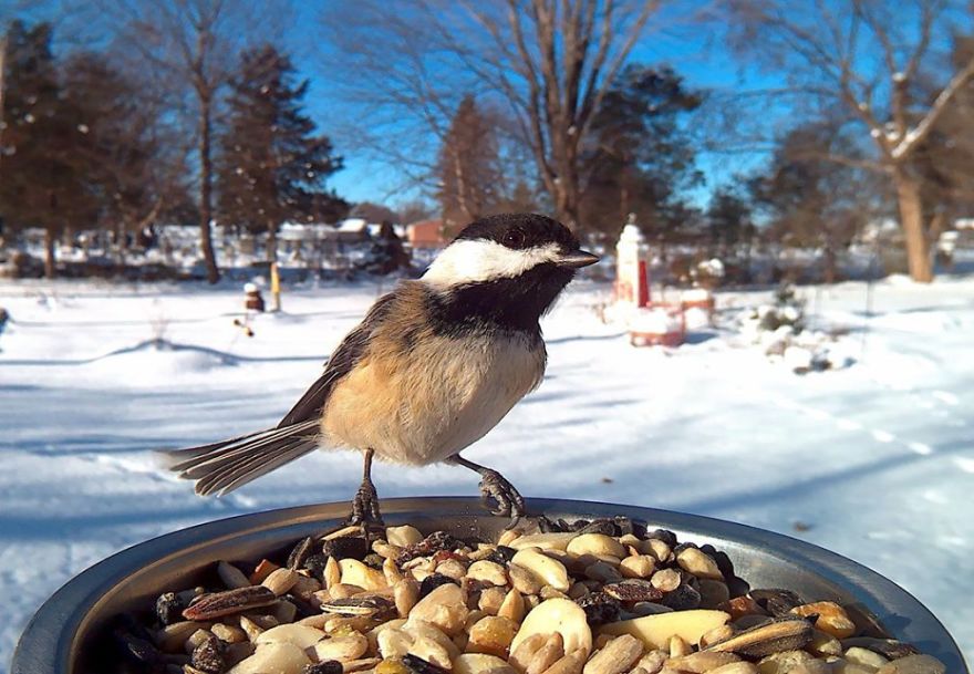 Woman Feeds Birds To Capture Stunning Close-Up Pics While They Eat Woman Feeds Birds To Capture Stunning Close-Up Pics While They Eat