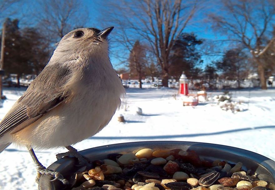 Woman Feeds Birds To Capture Stunning Close-Up Pics While They Eat Woman Feeds Birds To Capture Stunning Close-Up Pics While They Eat