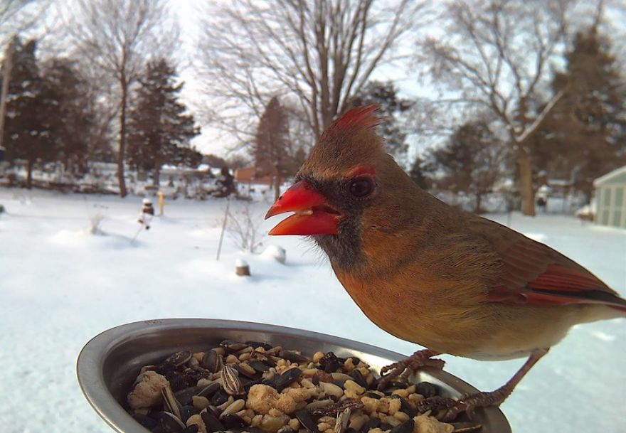 Woman Feeds Birds To Capture Stunning Close-Up Pics While They Eat Woman Feeds Birds To Capture Stunning Close-Up Pics While They Eat