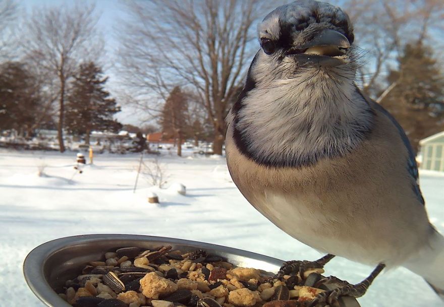 Woman Feeds Birds To Capture Stunning Close-Up Pics While They Eat Woman Feeds Birds To Capture Stunning Close-Up Pics While They Eat