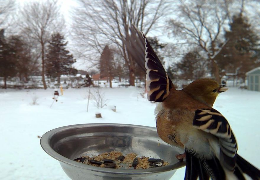 Woman Feeds Birds To Capture Stunning Close-Up Pics While They Eat Woman Feeds Birds To Capture Stunning Close-Up Pics While They Eat