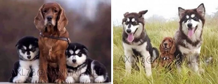 50 Before & After Pics Of Animals Growing Up Together 50 Before & After Pics Of Animals Growing Up Together